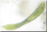 Euglena