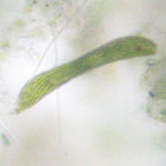 Euglena