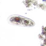 Paramecium