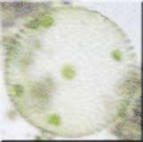 Volvox
