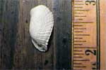 Angel Wing Shell