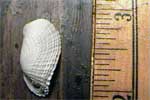 Angel Wing Shell