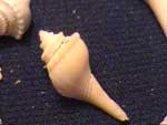 gastropod