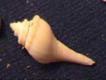 gastropod