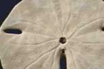 Sand Dollar