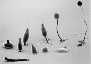 dictyostelium