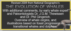 Evolution of Whales