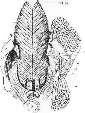 Right Whale Limb Dissection