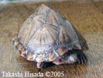 Sternotherus carinatus