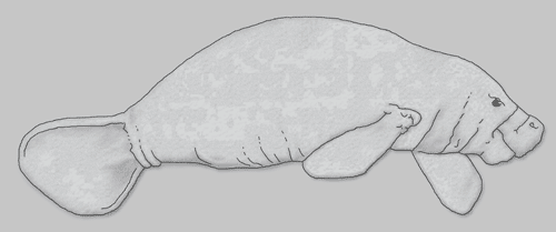 Amazonian Manatee