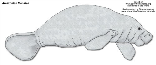 Amazonian Manatee