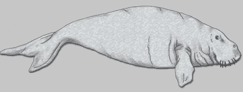 Dugong