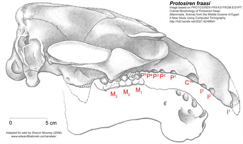 Protosiren
