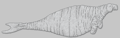 Steller's Sea Cow