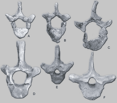 Mammal Vertebrae