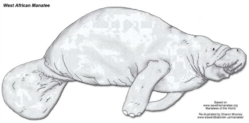 West African Manatee