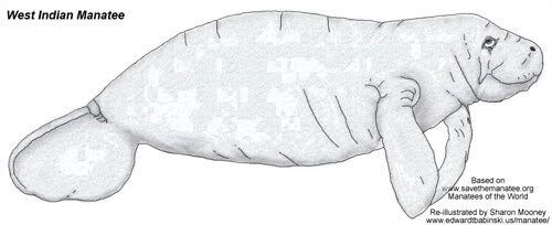 West Indian Manatee