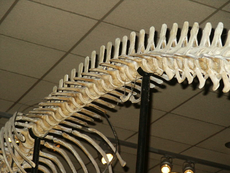 Cetacean Evolution: Whale Anatomy and Photos of Limb Rudiments on