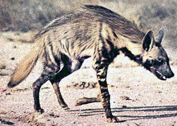 Aardwolf