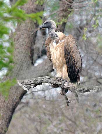 White-backed Vulture, Aasvogel