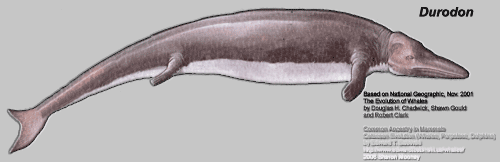 http://www.edwardtbabinski.us/whales/evolution_of_whales/durodon.gif