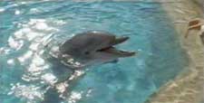 dolphin