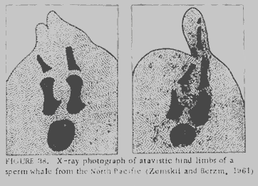 Hind Limb Rudiments Found on Modern Day Whales - Figure 2