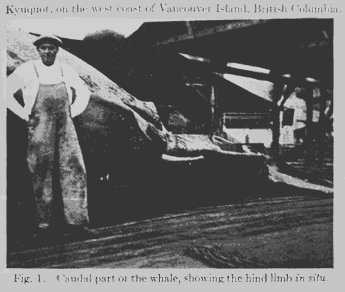 Hind Limb Rudiments Found on Modern Day Whales