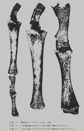 Hind Limb Rudiments Found on Modern Day Whales - Figure 4