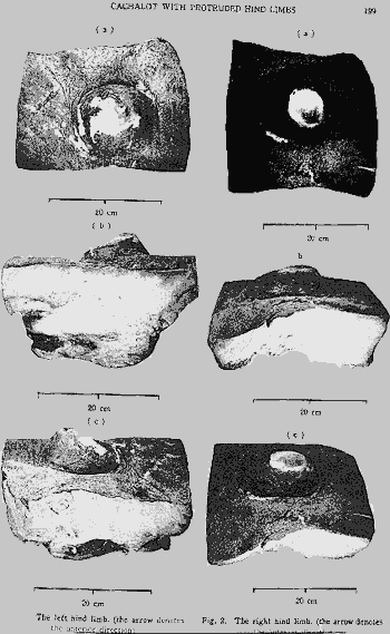 Hind Limb Rudiments Found on Modern Day Whales