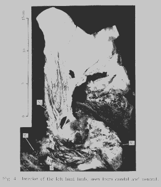 Hind Limb from Whale - Example #3, Figure#7