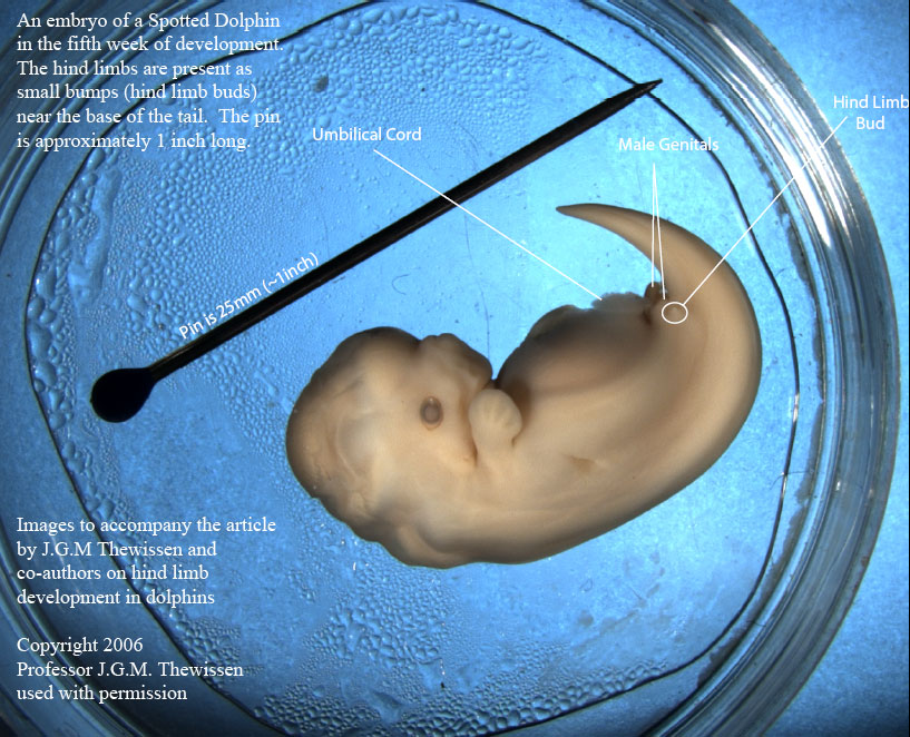 dolphin_embryo_01_labels.jpg