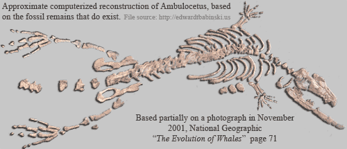 Ambulocetus