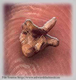 Intermediate Ear Bone Fossil