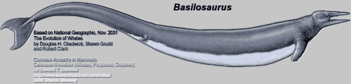 Basilosaurus