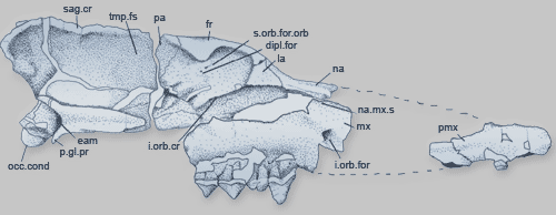 Anatomically Correct Pakicetus Skull