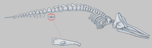 Sperm Whale Vestigial Limb
