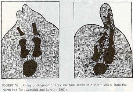 Hind Limb Rudiments Found on Modern Day Whales - Figure 2