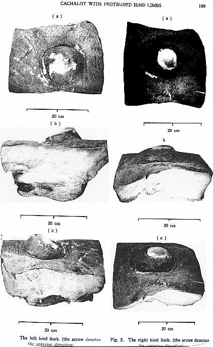 Hind Limb Rudiments Found on Modern Day Whales