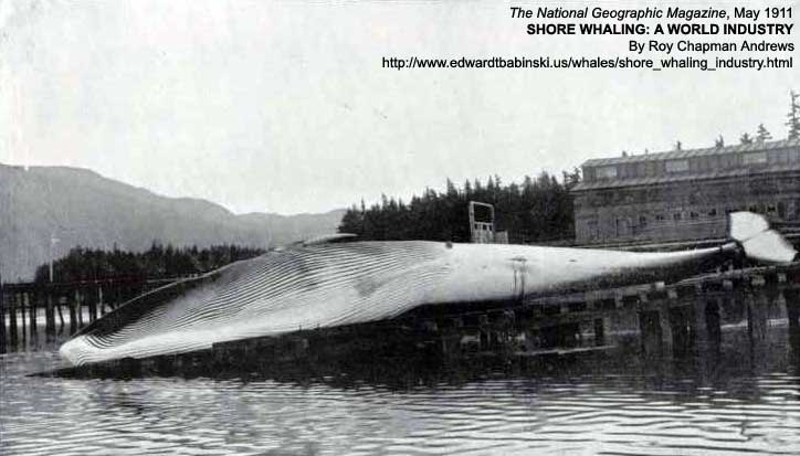 Female Finback Whale