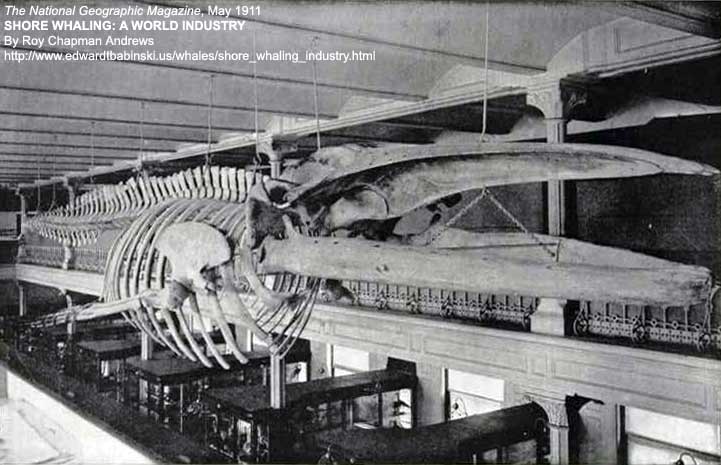 Skull of a Blue Whale