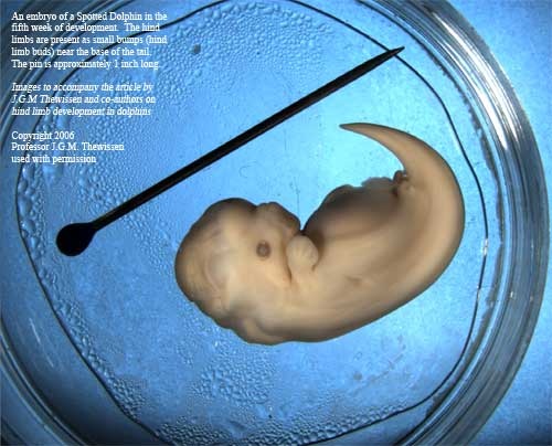dolphin embryo limbs
