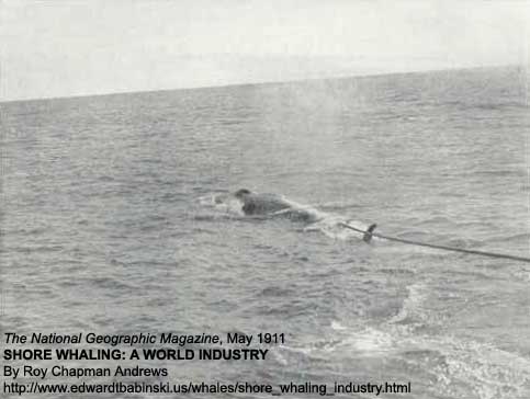 Towing Whale to Factory