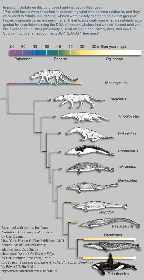 Whale Evolution Chart